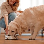 Dog Food