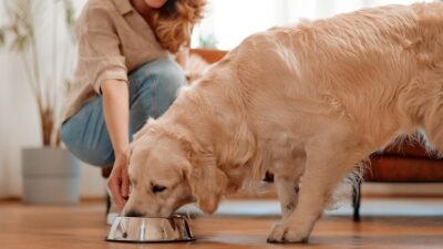 Dog Food