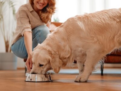 Dog Food