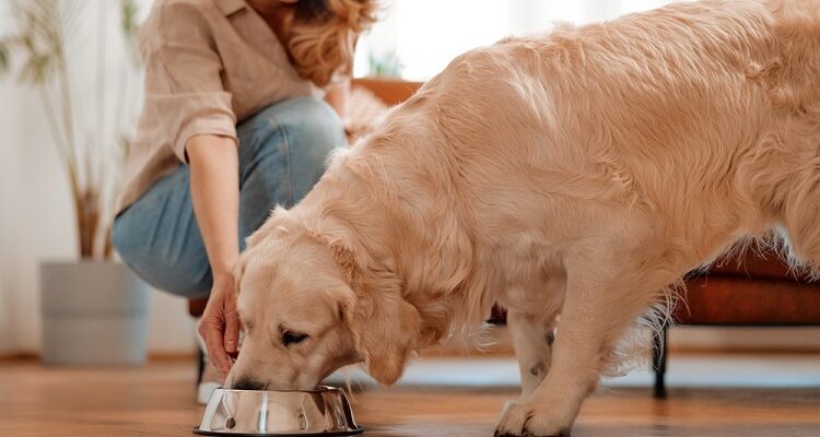 Dog Food Ingredients to Avoid Dog Food