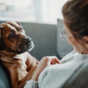 Personal Protection Dogs