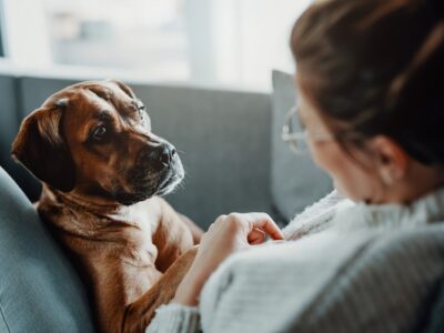 Personal Protection Dogs