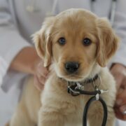 Dog Health