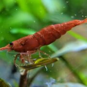 Cherry Shrimp