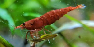 Cherry Shrimp