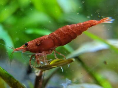 Cherry Shrimp