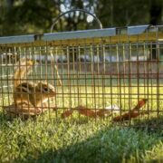 How to Spot and Prevent Termites in Apopka Termites in Apopka