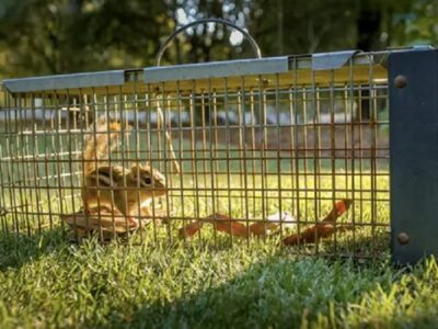 Termites in Apopka